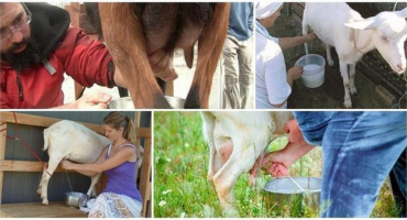 Kolikrát denně je třeba podojit kozu po jehnici a pravidla pro provádění procedury